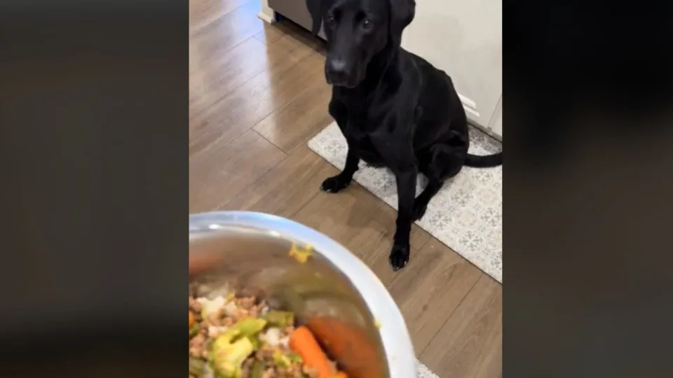 Cachorro escolhe a refeição e 'reza 'antes de comer; veja o vídeo